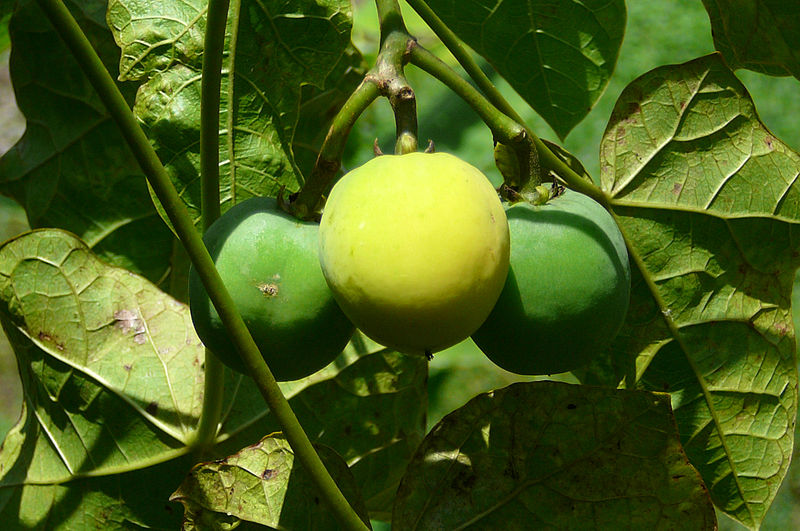 File:Jatropha fruit.jpg
