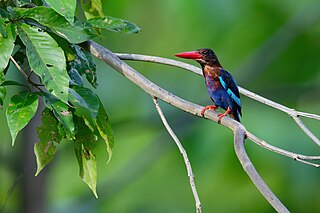 <span class="mw-page-title-main">Javan kingfisher</span> Species of bird