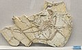 * Nomination: Fossil of Jeholornis prima --Tiouraren 16:32, 25 August 2021 (UTC) * Review Uncalibrated color space (sRGB recommended). --F. Riedelio 06:20, 28 August 2021 (UTC)