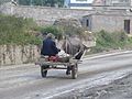 English: A man in a buffalo-driven cart. You don't see many of them on this road anymore.