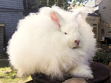 Joey Giant Angora Buck-rebalanced.jpg