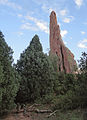 Tree, Garden of the Gods, Colorado