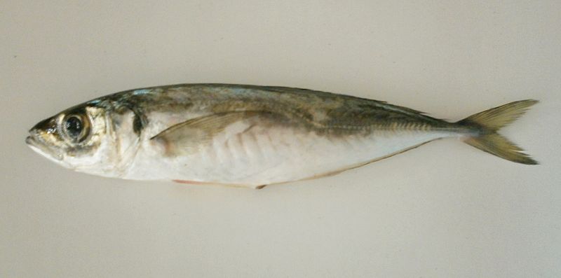 File:Jurel blanco o mediterráneo (Trachurus mediterraneus).jpeg