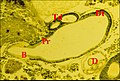 Kaira alba, glande séricigène ampullacée. Histologie.jpg