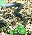 Black racer with head elevated