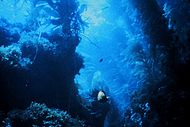 An underwater shot of a kelp forest.