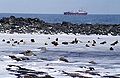 King Eiders and freighter.jpg