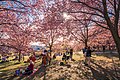 Kirsikkapuisto during cherry blossom in Roihuvuori, Helsinki, 2022 May - 2.jpg