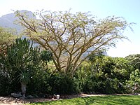 Vachellia Sieberiana