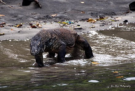 Komodo Dragon in the Komodo NP