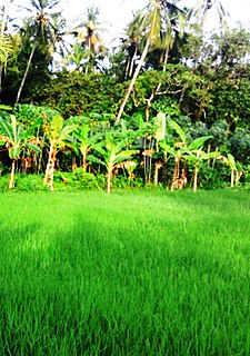 Ramanattukara Municipality/suburb/city in Kozhikode, Kerala, India