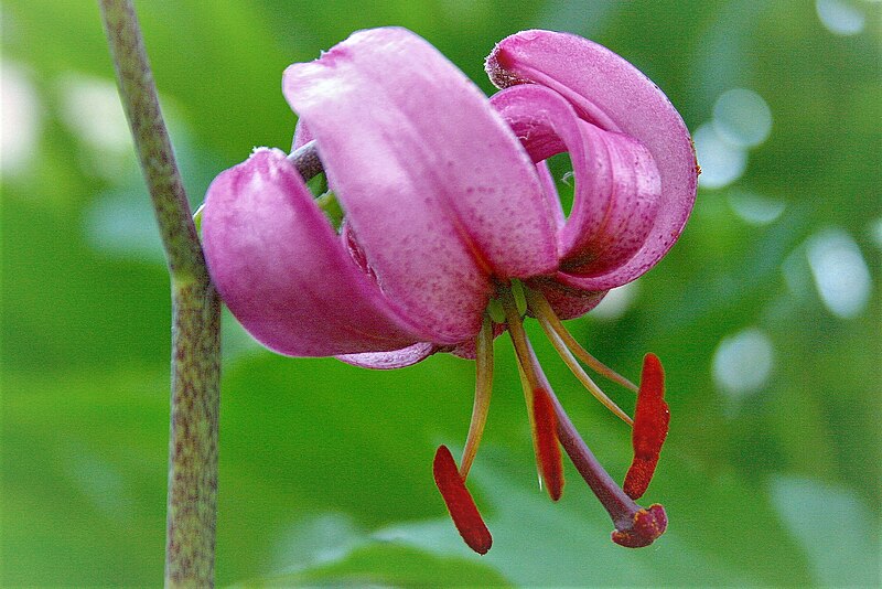 File:LILIUM MARTAGON.(2).jpg