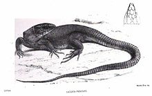 Illustration of T. princeps, by G.H. Ford, from Blanford (1876). LacertaPrinceps.jpg