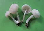 Miniatura para Lactocollybia