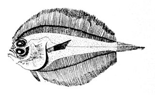 <i>Laeops</i> Genus of fishes