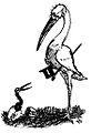 Lampoon ibis 1888.jpg