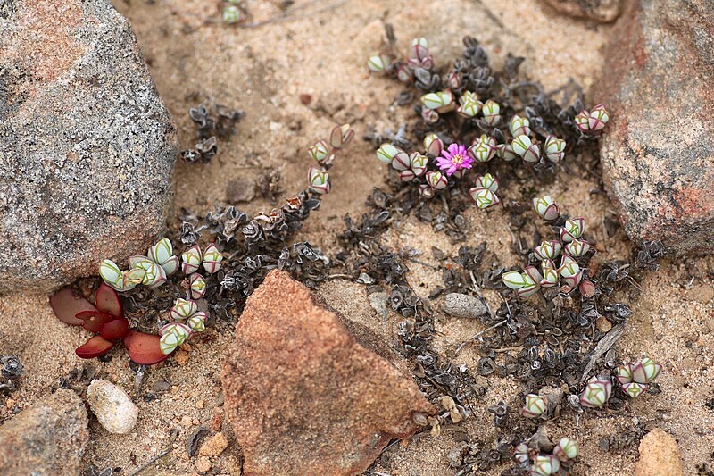 File:Lampranthus maximiliani = Braunsia maximilianii (Aizoaceae) (23526598098).jpg