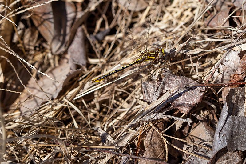 File:Lancet clubtail (25002584176).jpg