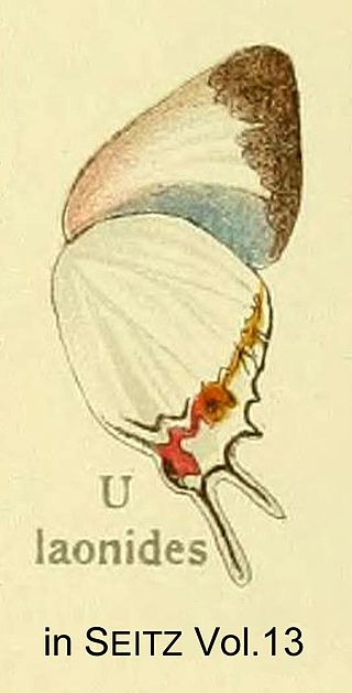 <i>Iolaus laonides</i> Species of butterfly
