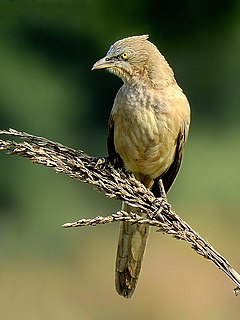 Large grey babbler Species of bird