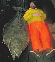 Pacific halibut - Wikipedia