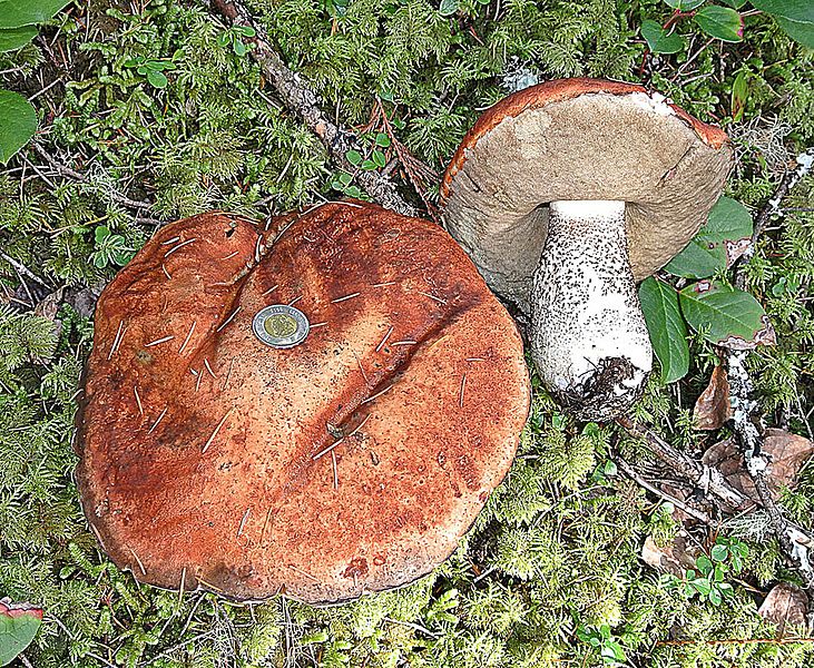 File:Leccinum pondrosum (23976784121).jpg