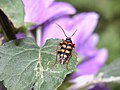 Leptura aurulenta