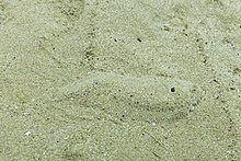 Solea solea nel suo habitat naturale, mimetizzata nella sabbia.