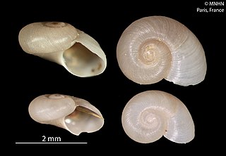 <i>Leptogyropsis</i> Genus of gastropods
