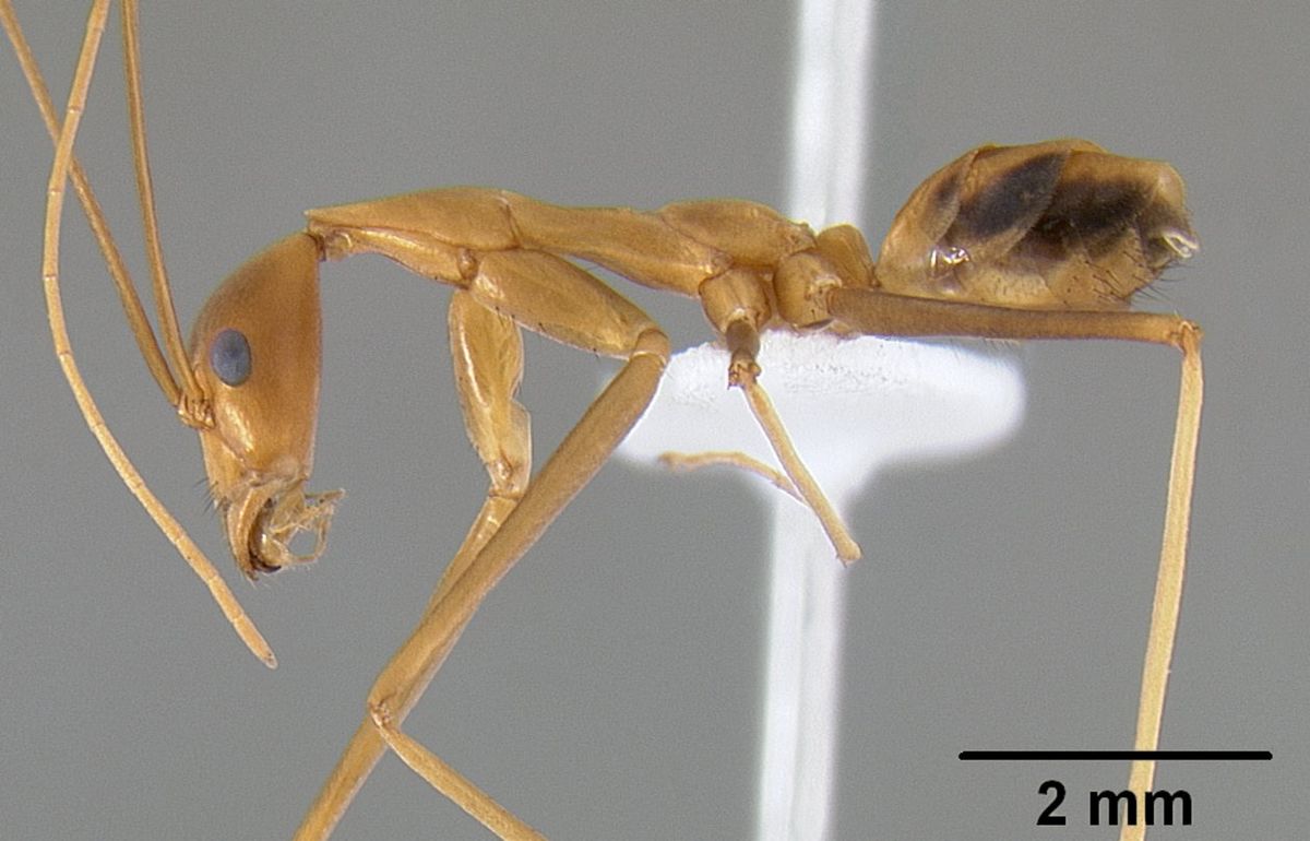 Leptomyrmex fragilis