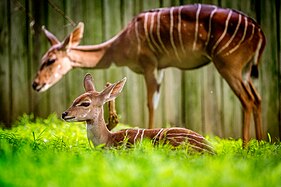 Lesser kudus at the National Zoo