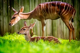 Lesser kudus (51336367265).jpg