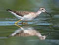 Image 27Lesser yellowlegs at the Jamaica Bay Wildlife Refuge