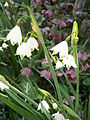 Leucojum aestivum