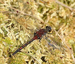 Nordic moss damsel (Leucorrhinia rubicunda), mature male