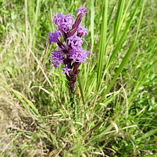 <i>Liatris acidota</i> Species of flowering plant