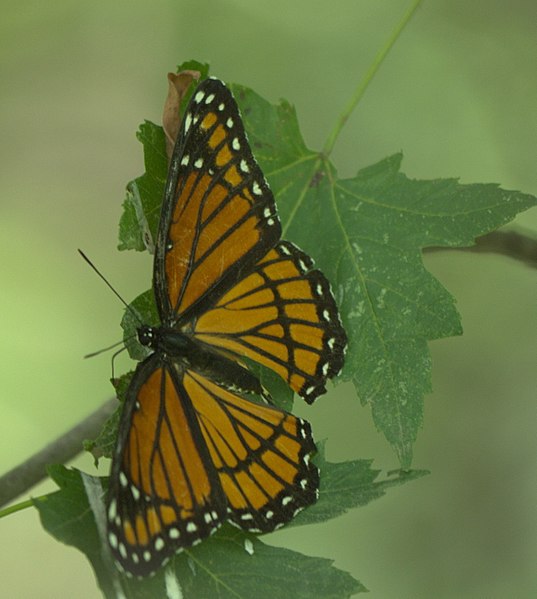 File:Limenitis archippus P1200618a.jpg