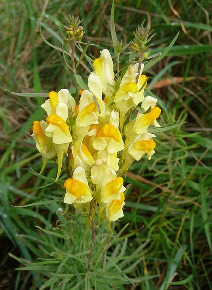 File:Linaria vulgaris, Livorno.JPG