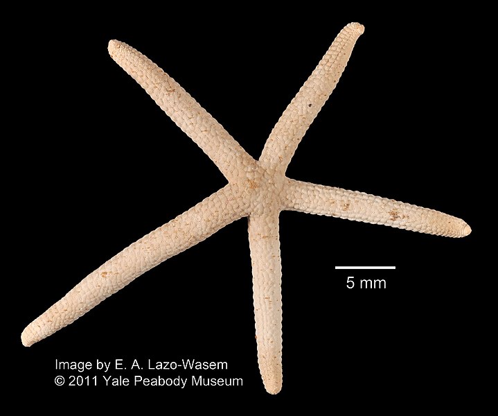 File:Linckia multifora (YPM IZ 052728).jpg