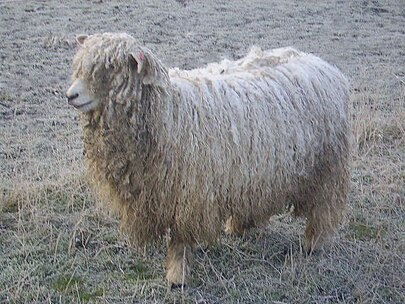 A Lincoln Longwool lamb showing heavy fleece O aye.jpg