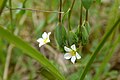 4 Linum catharticum