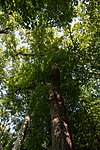 Tulpenbaum (Liriodendron tulipifera)