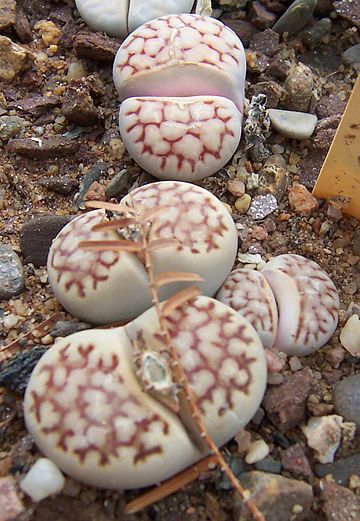 Lithops karasmontana