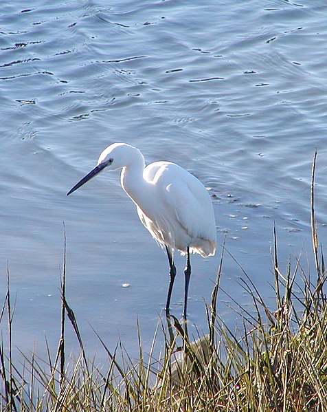 File:Little Egret in shallows.jpg