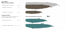 Diagram comparing the upper and lower size estimates of Livyatan (bottom three) with the size of mature sperm whales, including one of the largest individuals recorded (top three), and a human Livyatan size.svg