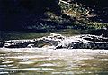Crocodiles in Liwonde National Park