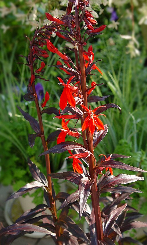 Lobelia fulgens A