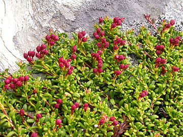 Loiseleuria ou azaléia alpina