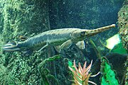 Longnose gar, Boston Aquarium.JPG