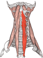 Miniatuur voor Musculus longus colli